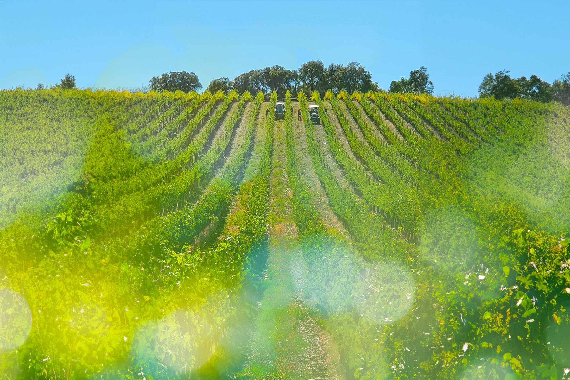 Vendemmia: come funziona l'antica tradizione che segue anche le fasi lunari
